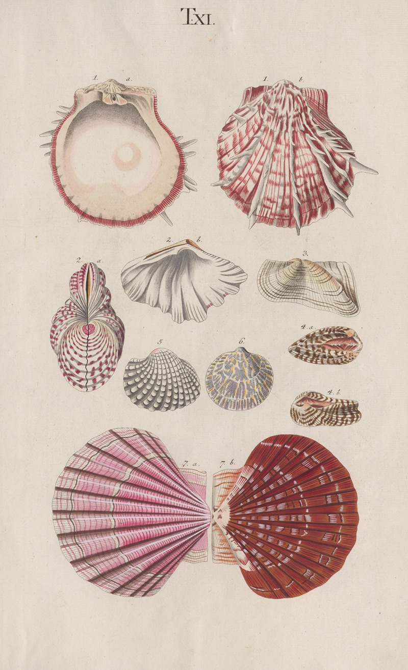 Prodromus in systema historicum testaceorum Pl.11 by Johann Nepomuk Spalowsky, 1795 — digital art print download