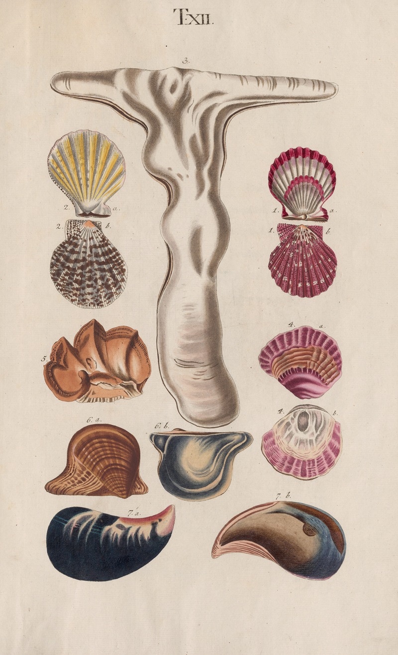 Prodromus in systema historicum testaceorum Pl.12 by Johann Nepomuk Spalowsky, 1795 — digital art print download