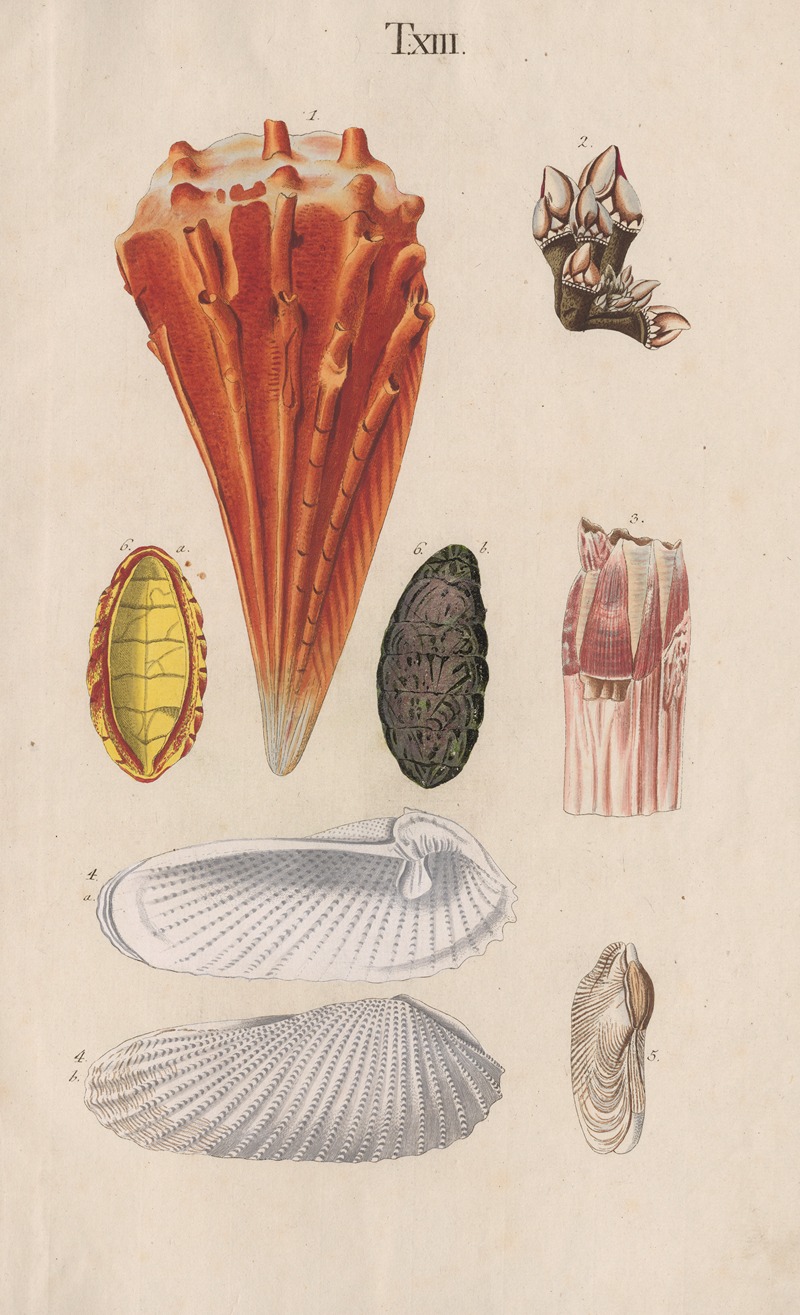 Prodromus in systema historicum testaceorum Pl.13 by Johann Nepomuk Spalowsky, 1795 — digital art print download
