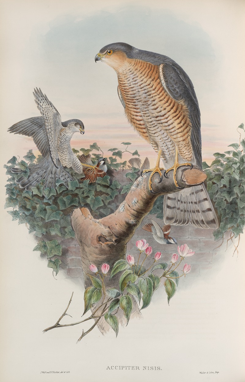 Accipiter nisis. Sparrow-Hawk. by John Gould, 1862-1873 — digital art print download