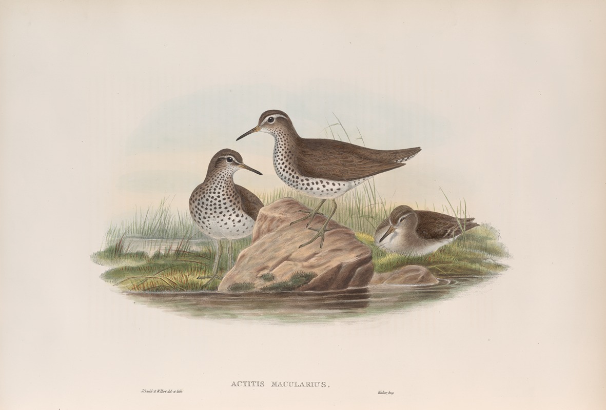 Actitis macularius. Spotted Sandpiper. by John Gould, 1862-1873 — digital art print download