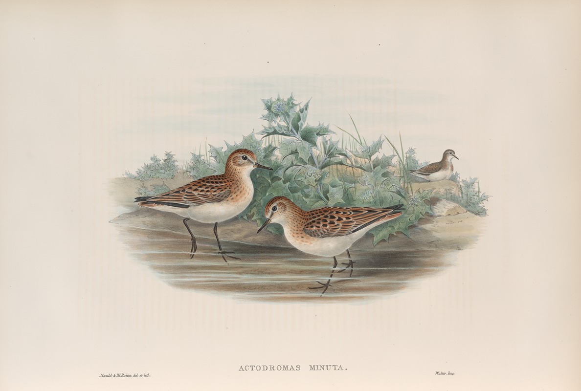 Actodromas minuta. Little Stint. by John Gould, 1862-1873 — digital art print download