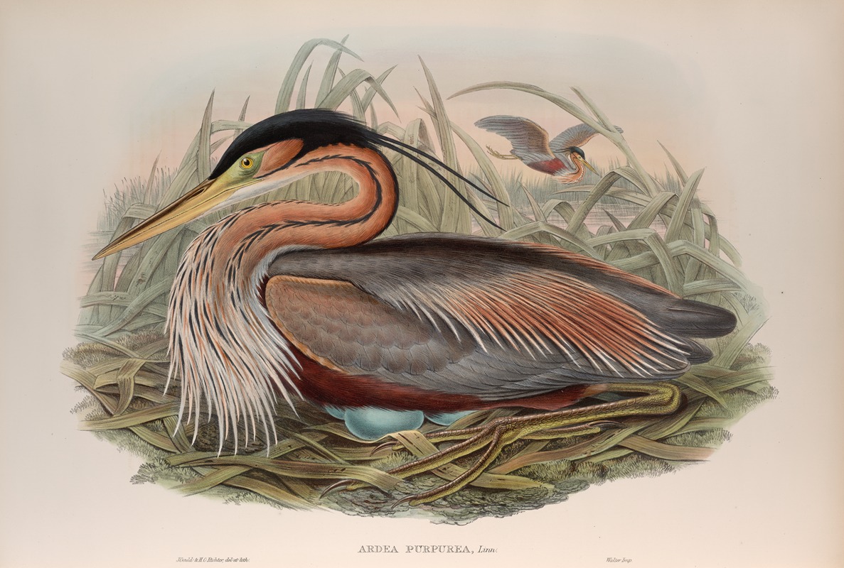 Adrea purpurea. Purple Heron. by John Gould, 1862-1873 — digital art print download