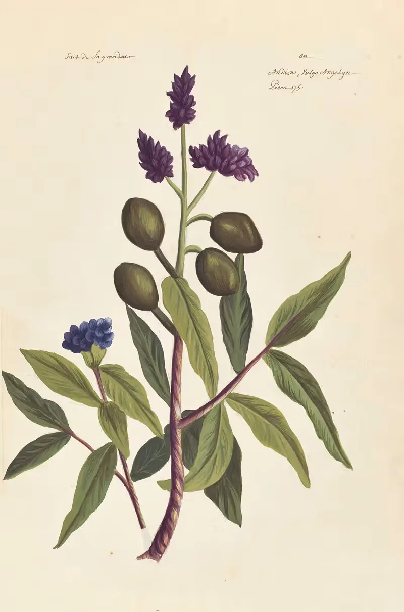 Plantes etrang par Aubriet Pl.036 — Claude Aubriet