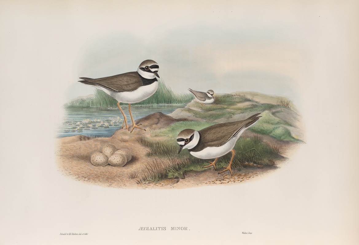 Ægialitis minor. Little Ringed Plover. by John Gould, 1862-1873 — digital art print download