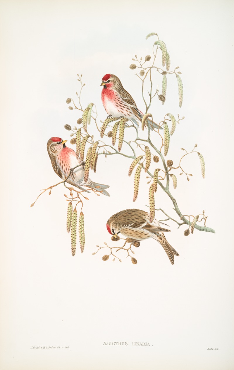 Ægiothus linaria. Mealy Redpole. by John Gould, 1862-1873 — digital art print download