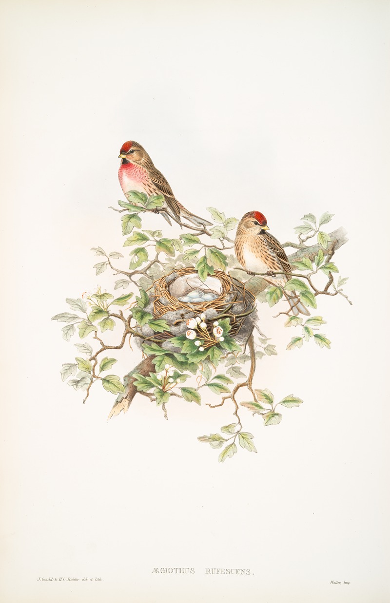 Ægiothus rufescens. Lesser Redpole. by John Gould, 1862-1873 — digital art print download