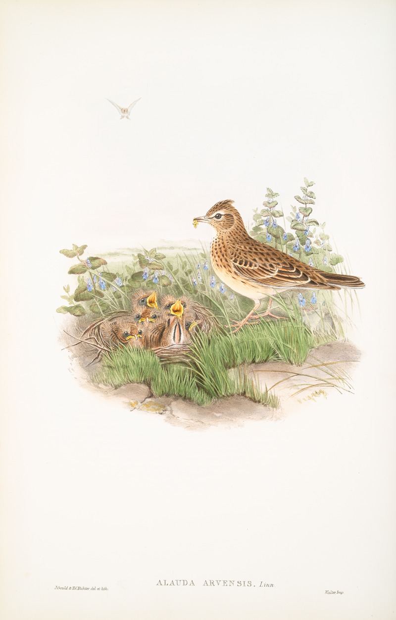 Alauda arvensis. Sky-Lark. by John Gould, 1862-1873 — digital art print download