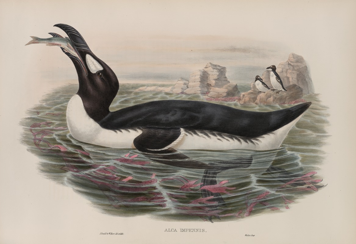Alca impennis. Great Auk. by John Gould, 1862-1873 — digital art print download