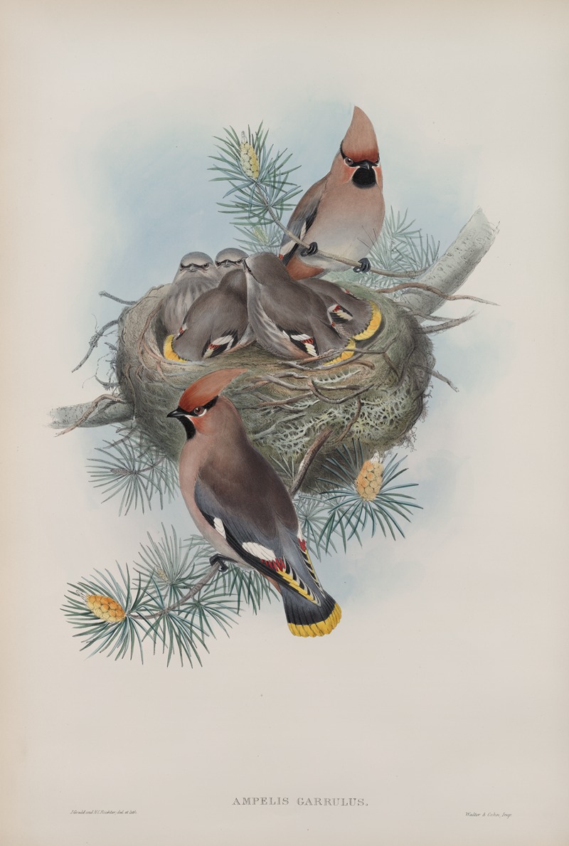 Ampelis garullus. Waxsen Chatterer. by John Gould, 1862-1873 — digital art print download