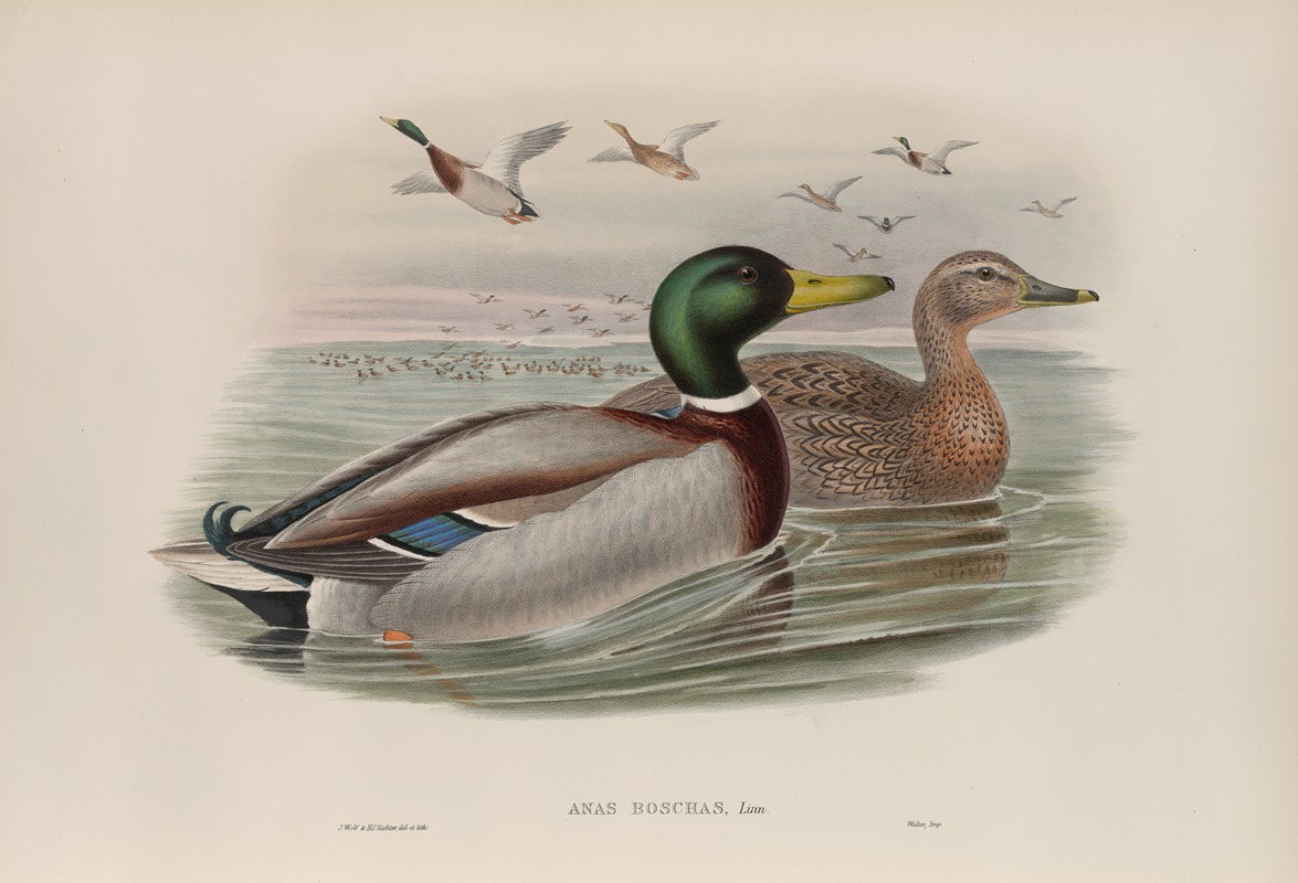 Anas boschas. Mallard, or Wild Duck. by John Gould, 1862-1873 — digital art print download