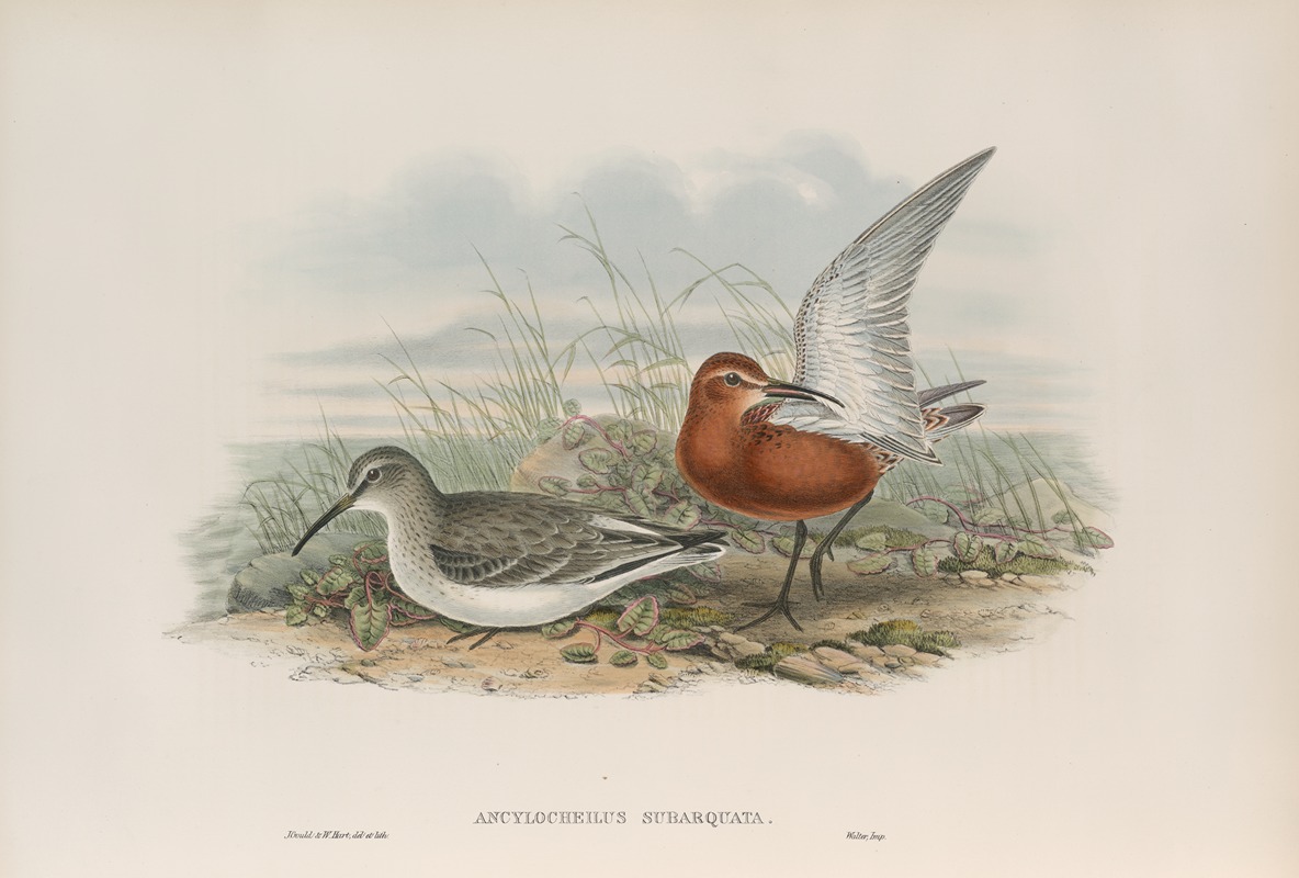 Ancylocheilus subarquata. Curlew Sandpiper. by John Gould, 1862-1873 — digital art print download