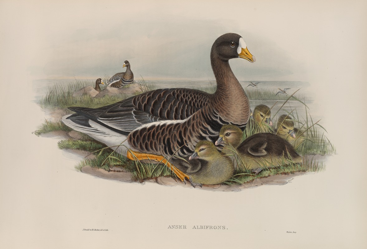 Anser albifrons by John Gould, 1862-1873 — digital art print download