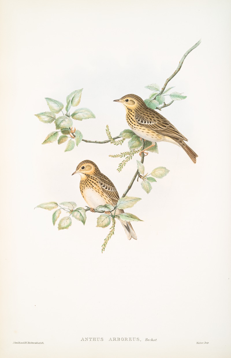 Anthus arboreus. Tree-Pipit. by John Gould, 1862-1873 — digital art print download