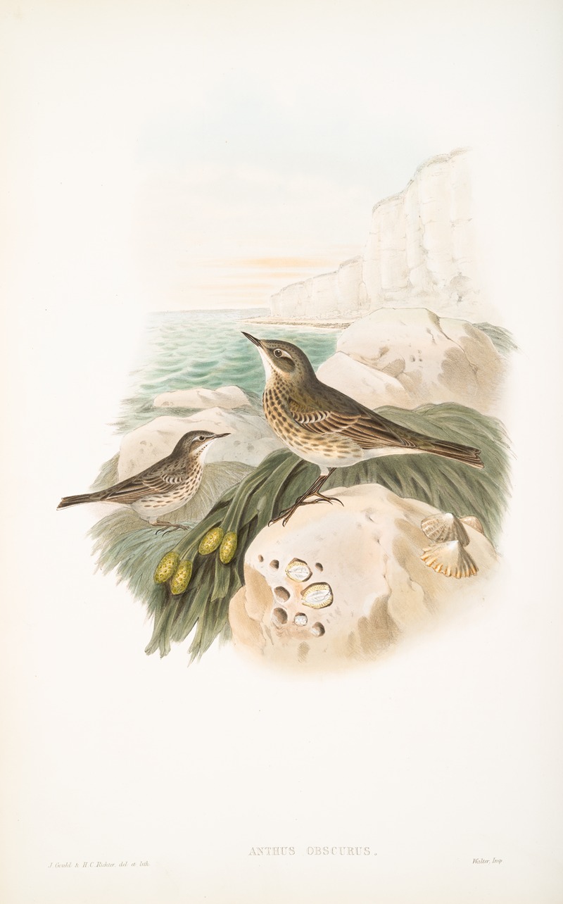 Anthus obscurus. Rock-Pipit. by John Gould, 1862-1873 — digital art print download