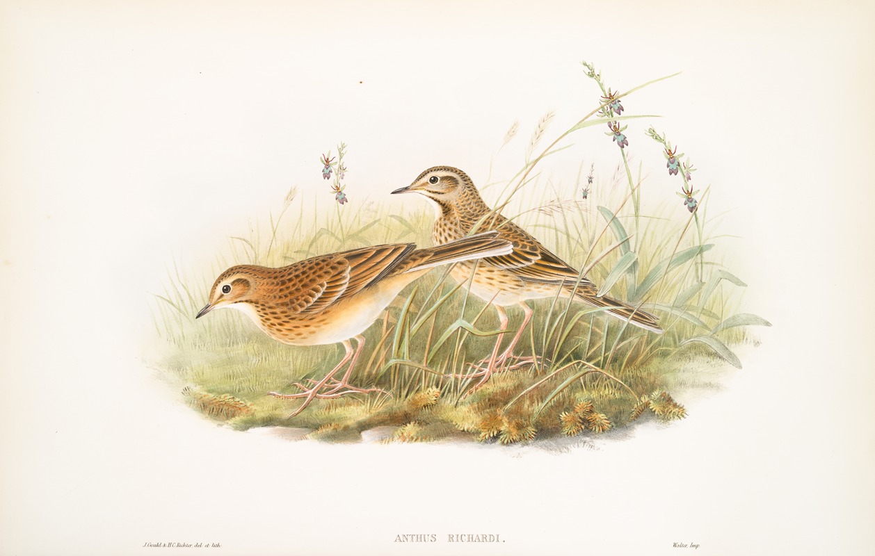 Anthus Richardi. Richard's Pipit. by John Gould, 1862-1873 — digital art print download