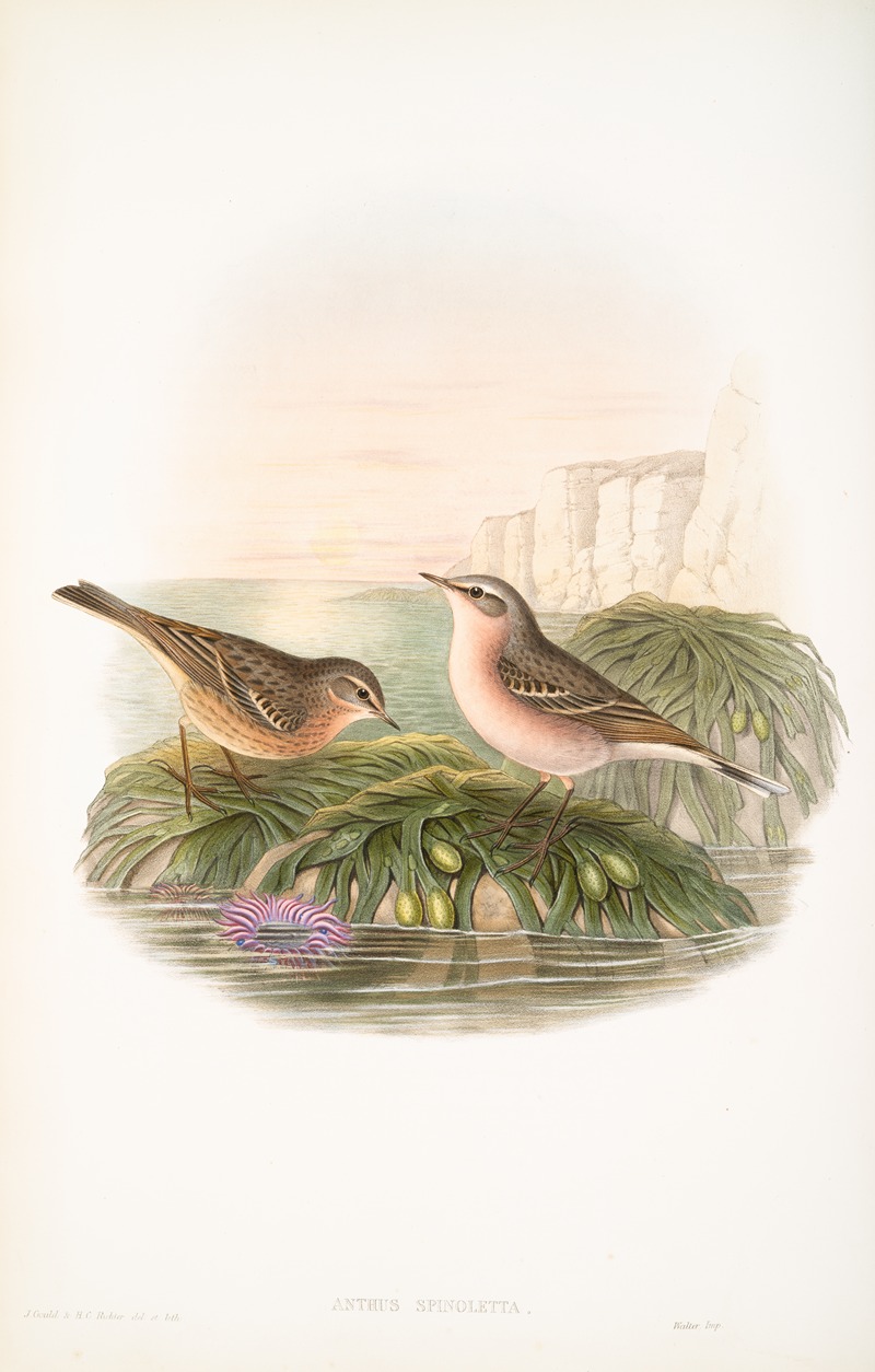 Anthus spinoletta. Vinous Pipit. by John Gould, 1862-1873 — digital art print download