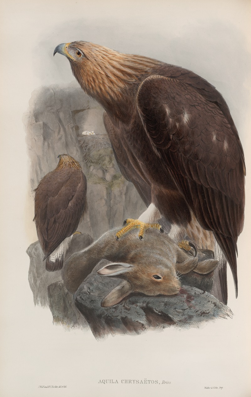 Aquila chrysaëtos. Golden Eagle. by John Gould, 1862-1873 — digital art print download