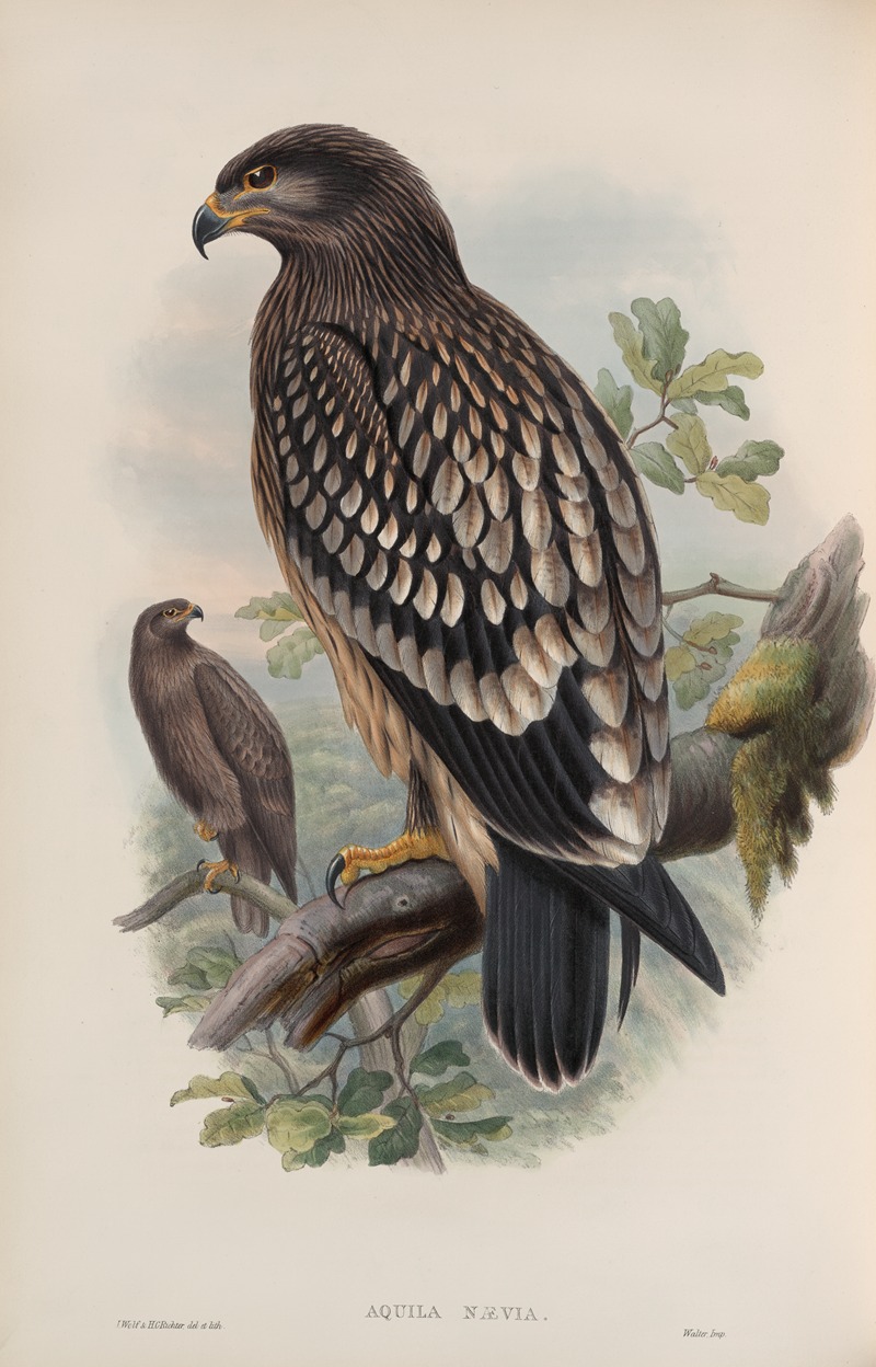 Aquila nævia. Spotted Eagle. by John Gould, 1862-1873 — digital art print download