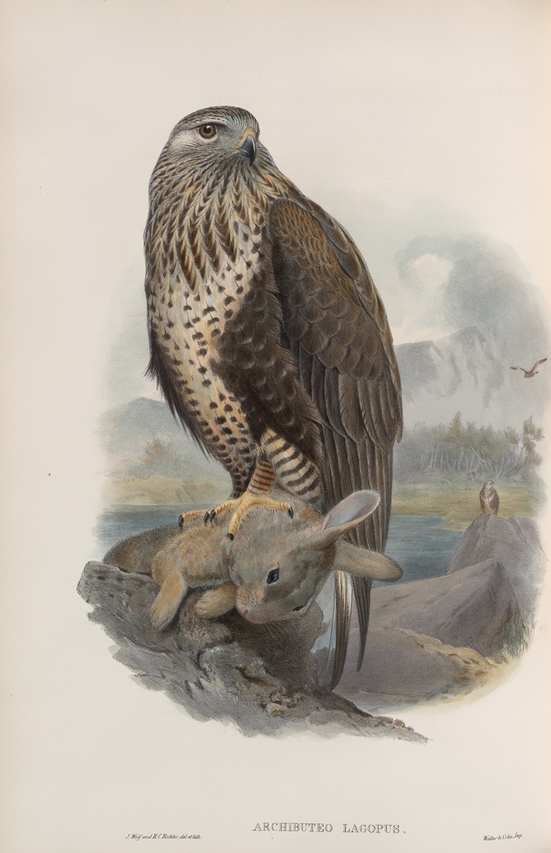 Archibuteo lagopus. Rough-legged Buzzard by John Gould, 1862-1873 — digital art print download