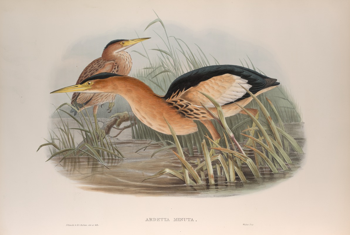 Ardetta minuta. Little Bittern. by John Gould, 1862-1873 — digital art print download