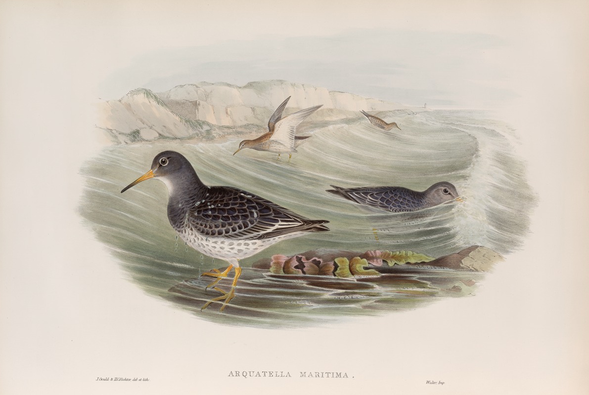 Arquatella maritima. Purple Sandpiper. by John Gould, 1862-1873 — digital art print download