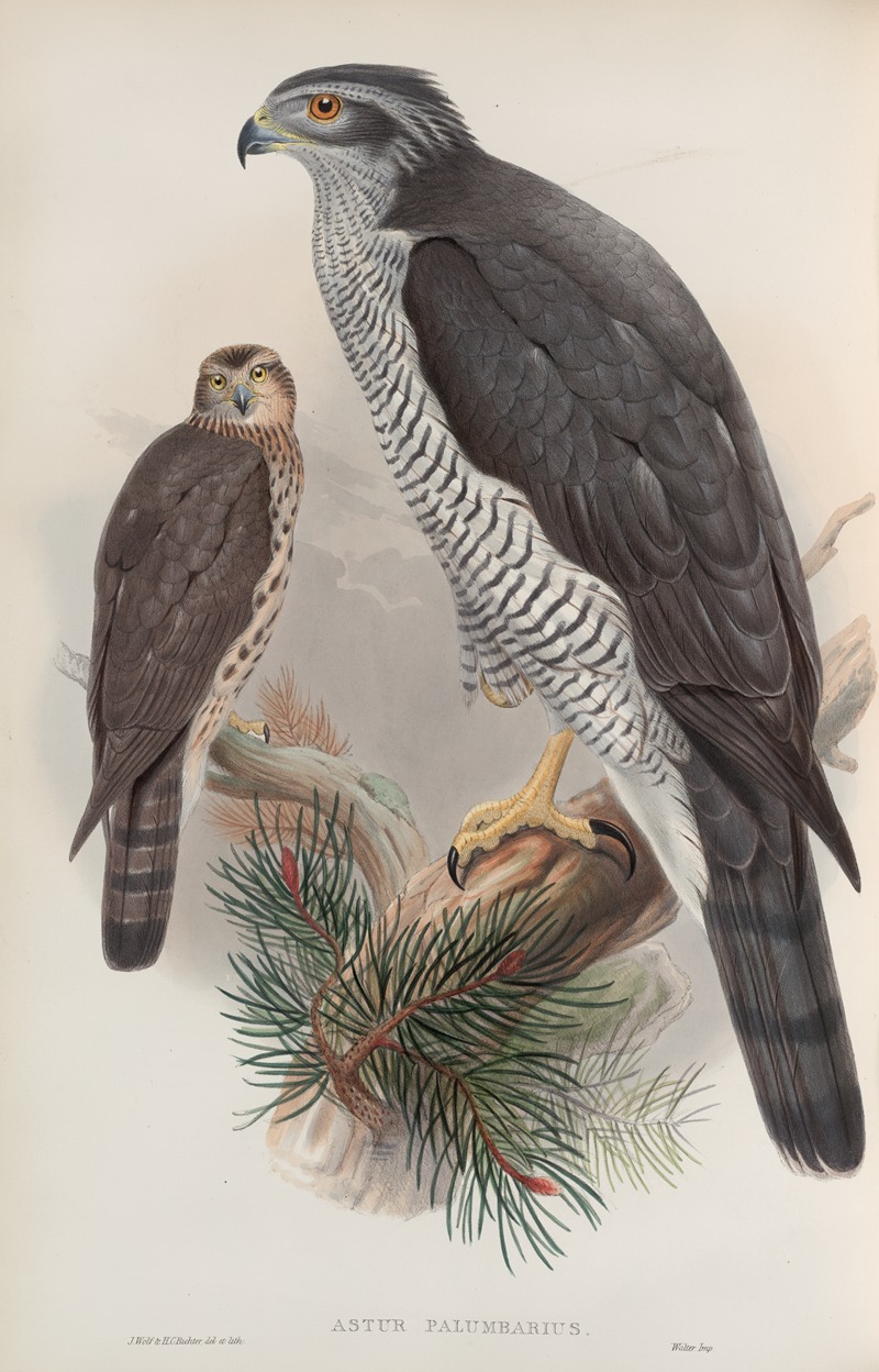 Astur palumbarius. Goshawk. by John Gould, 1862-1873 — digital art print download