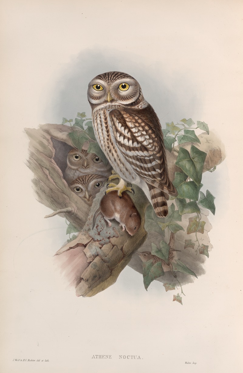 Athene noctua. Little Owl. — John Gould