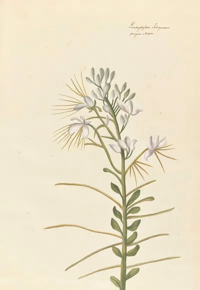 Plantes etrang par Aubriet Pl.039 — Claude Aubriet