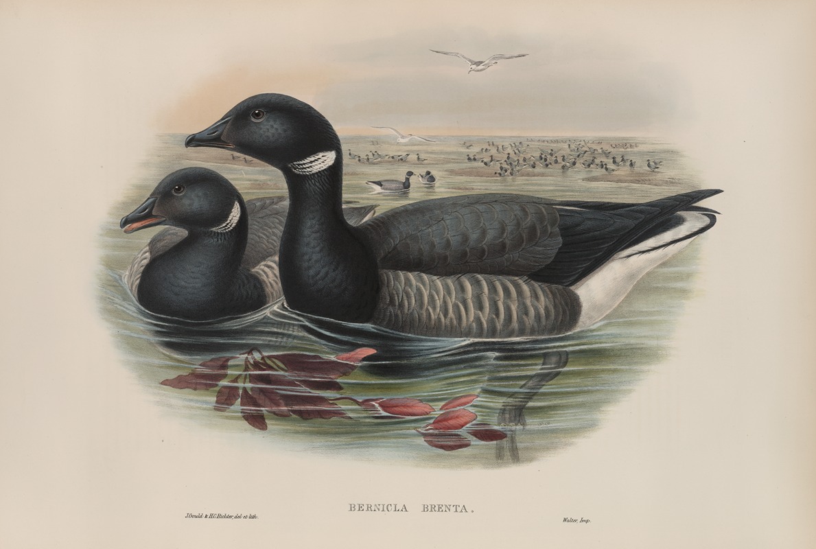 Bernicla brenta. Brent Goose — John Gould