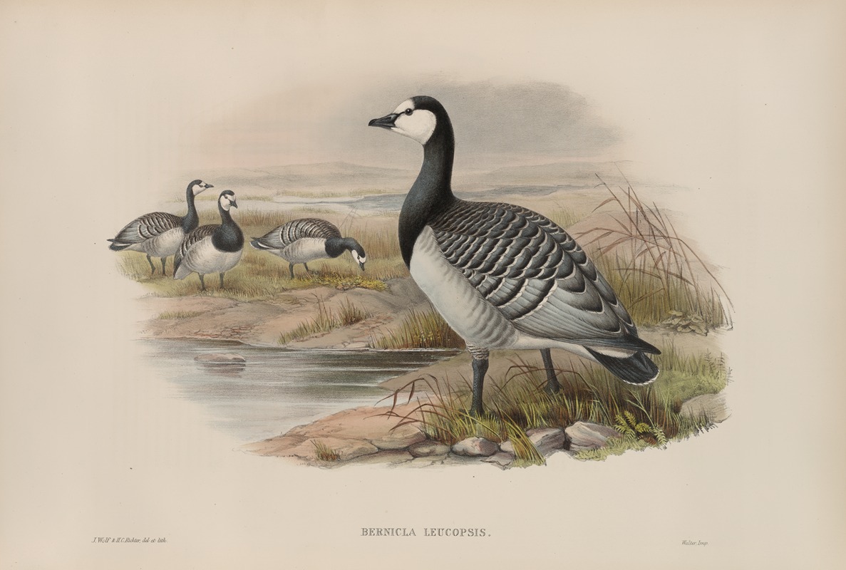 Bernicla leucopsis by John Gould, 1862-1873 — digital art print download
