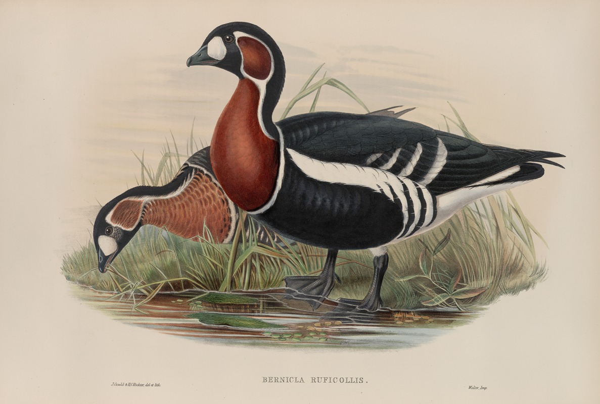 Bernicla ruficollis. Red-breasted Goose — John Gould