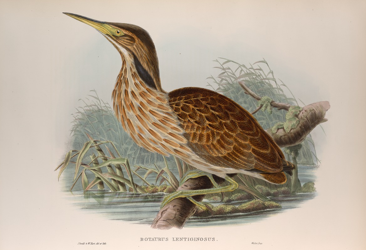 Botaurus lentiginosus. American Bittern. by John Gould, 1862-1873 — digital art print download