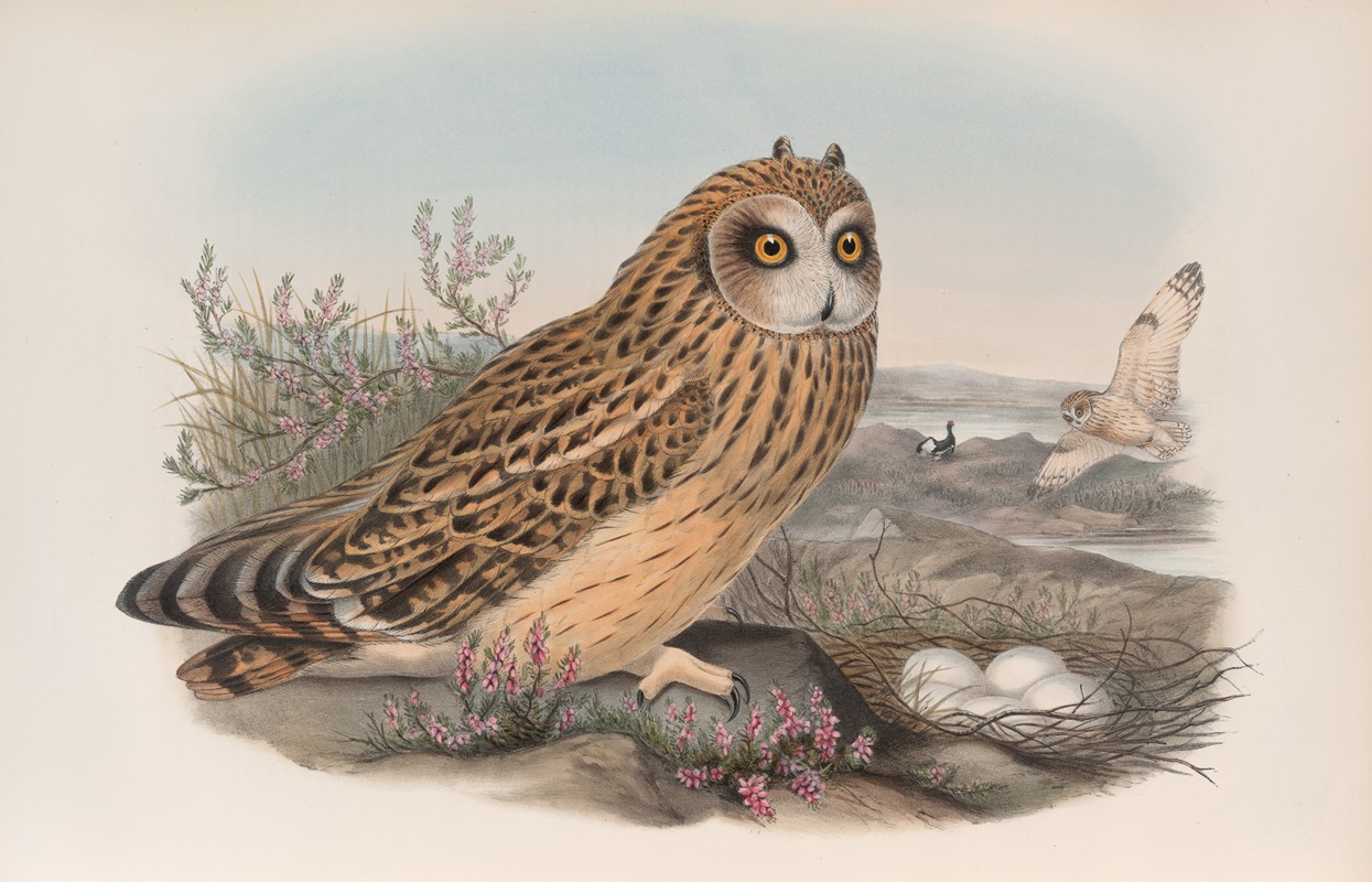 Brachyotus palustris Short-eared Owl. by John Gould, 1862-1873 — digital art print download