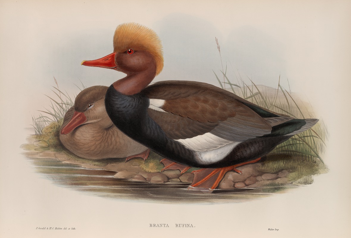 Branta rufina. Red-crested Duck. by John Gould, 1862-1873 — digital art print download