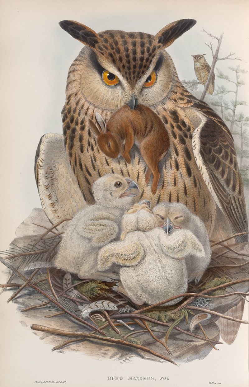 Bubo maximus. Eagle Owl. by John Gould, 1862-1873 — digital art print download