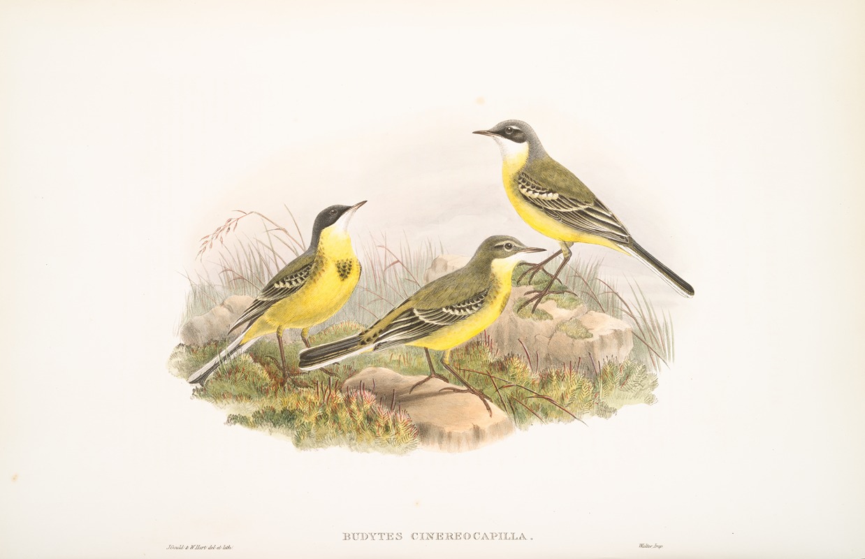 Budytes cinereocapilla. Grey-capped Wagtail. — John Gould