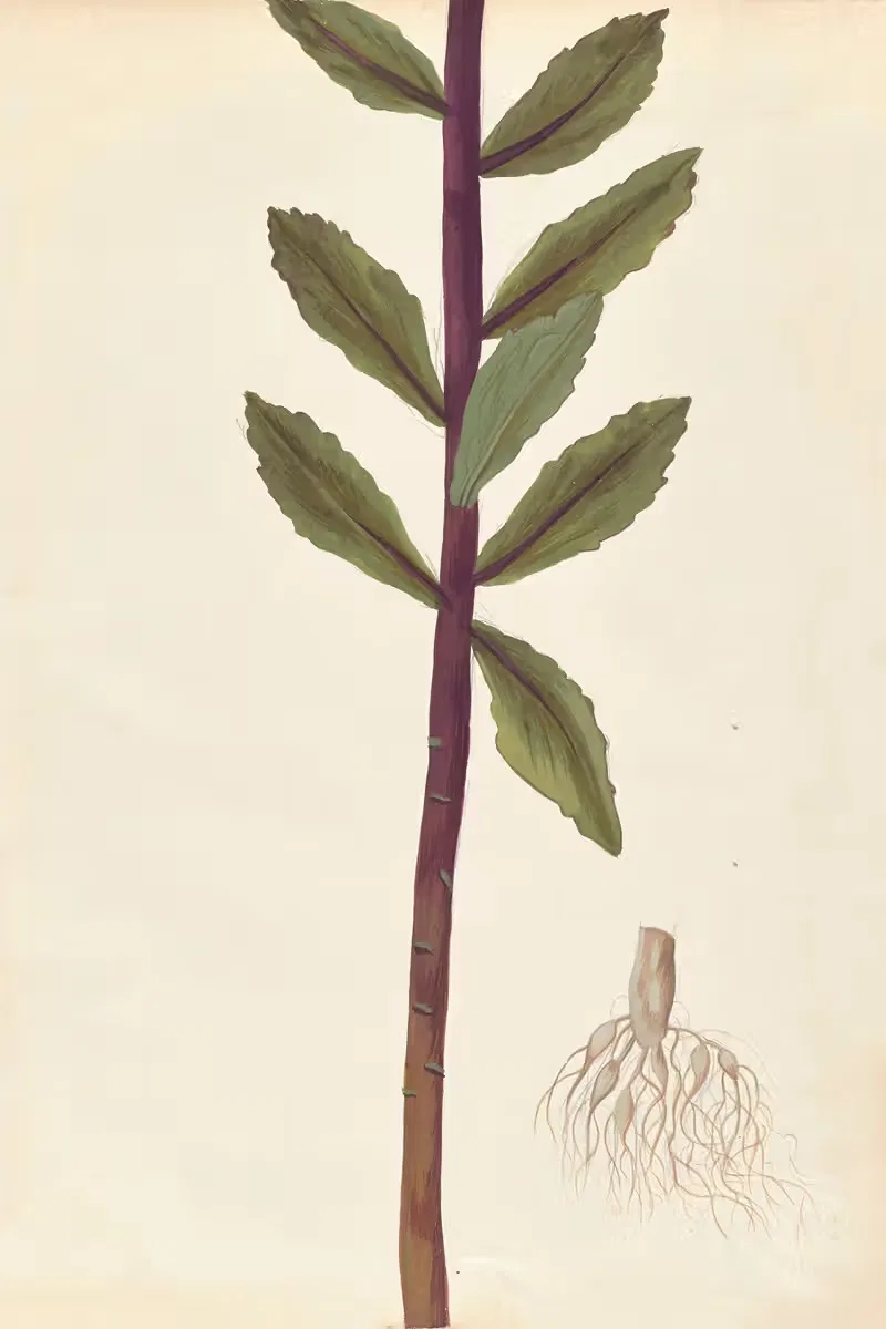 Plantes etrang par Aubriet Pl.040 — Claude Aubriet