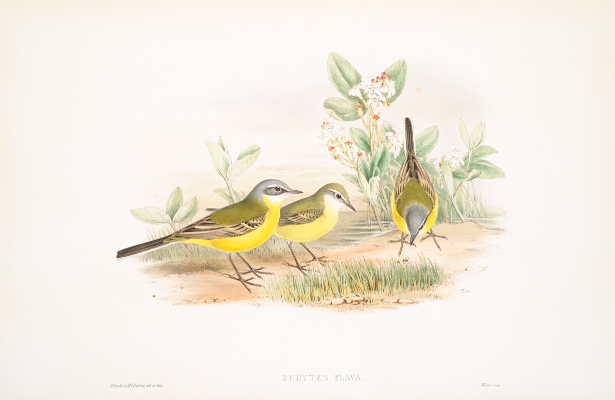 Budytes flava. Grey-headed Wagtail. by John Gould, 1862-1873 — digital art print download