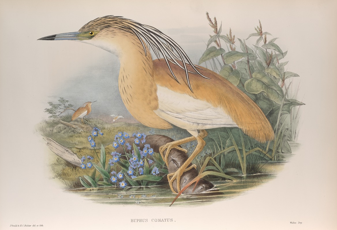 Buphus comatus. Squacco Heron. by John Gould, 1862-1873 — digital art print download