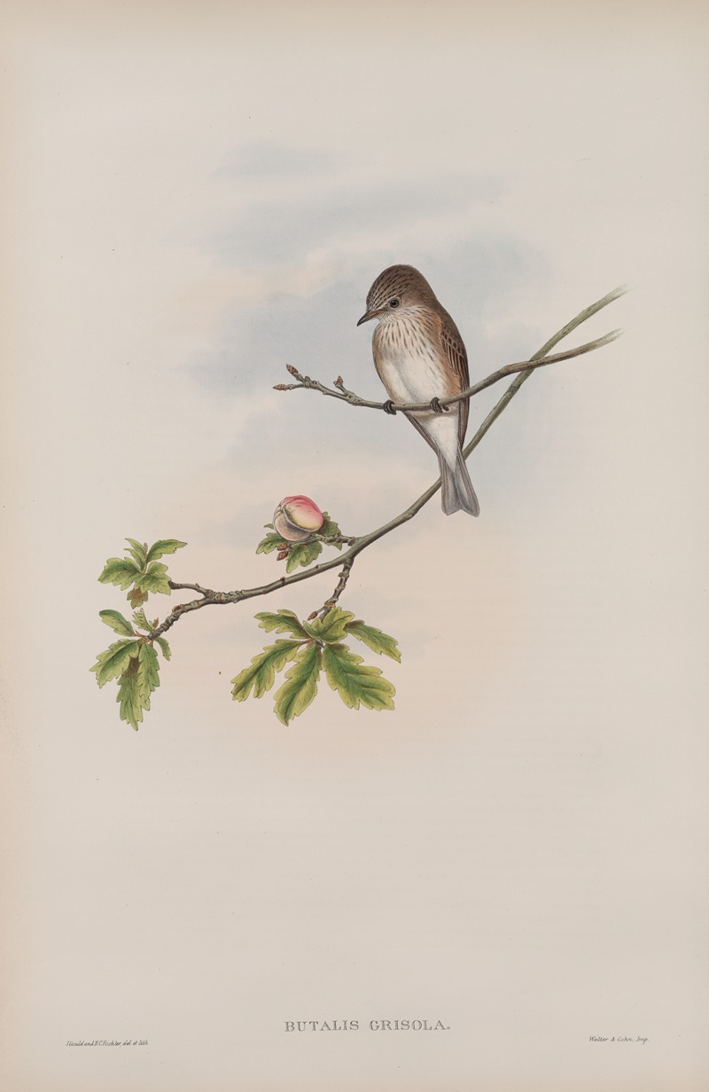 Butalis grisola. Spotted Flycatcher by John Gould, 1862-1873 — digital art print download