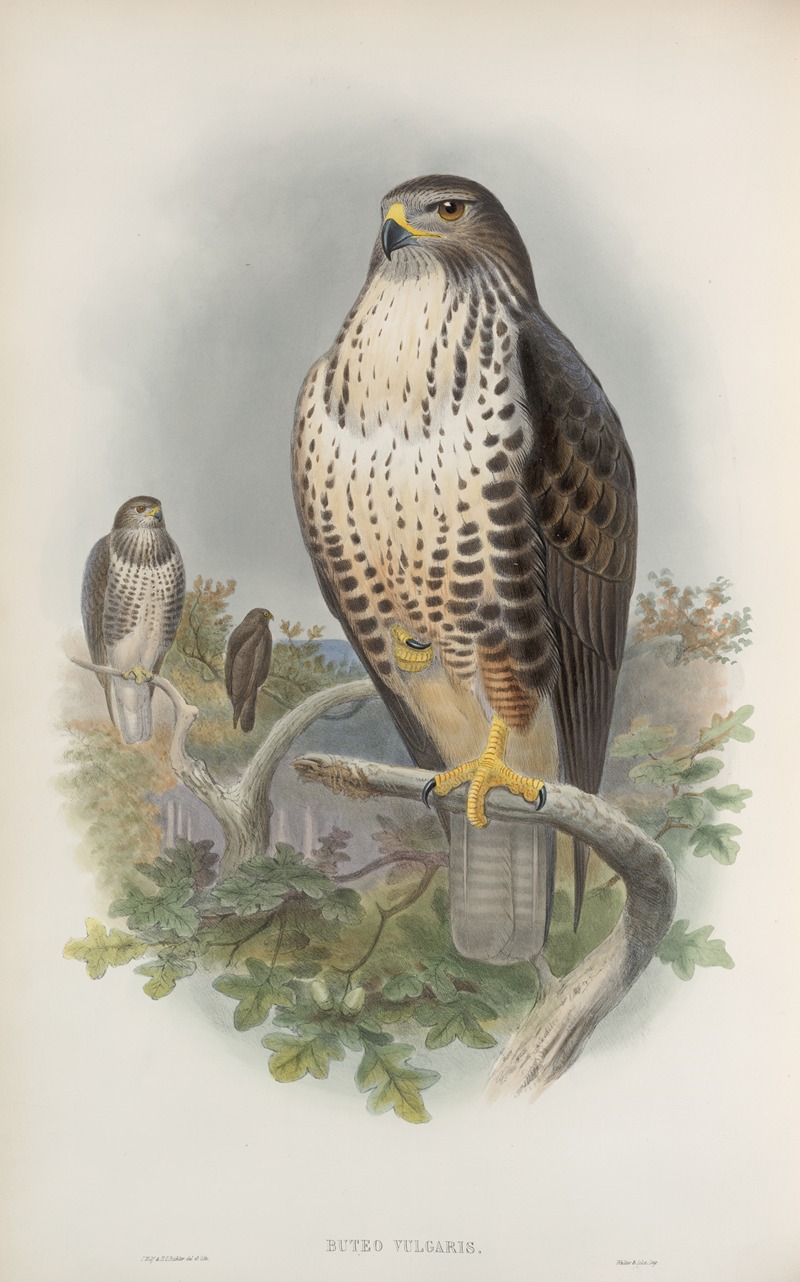 Buteo vulgaris. Common Buzzard. by John Gould, 1862-1873 — digital art print download