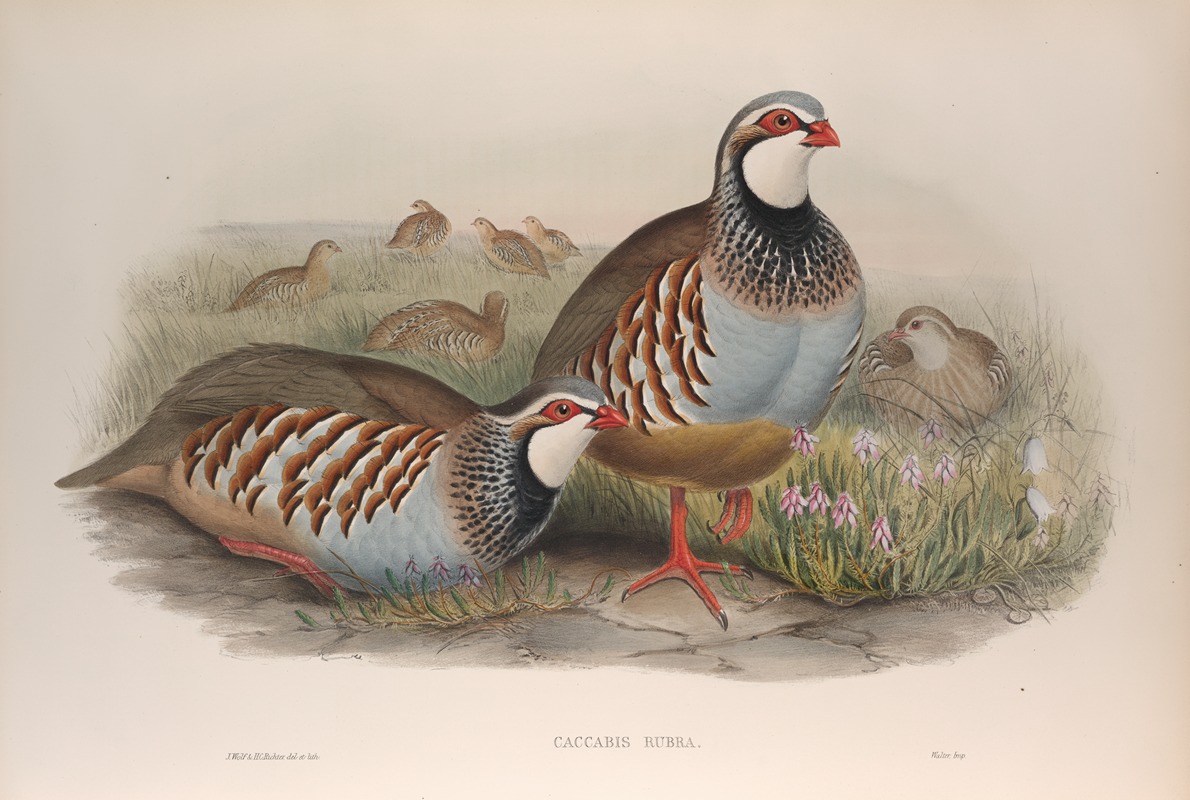 Caccabis rubra. Red-legged Partridge. by John Gould, 1862-1873 — digital art print download