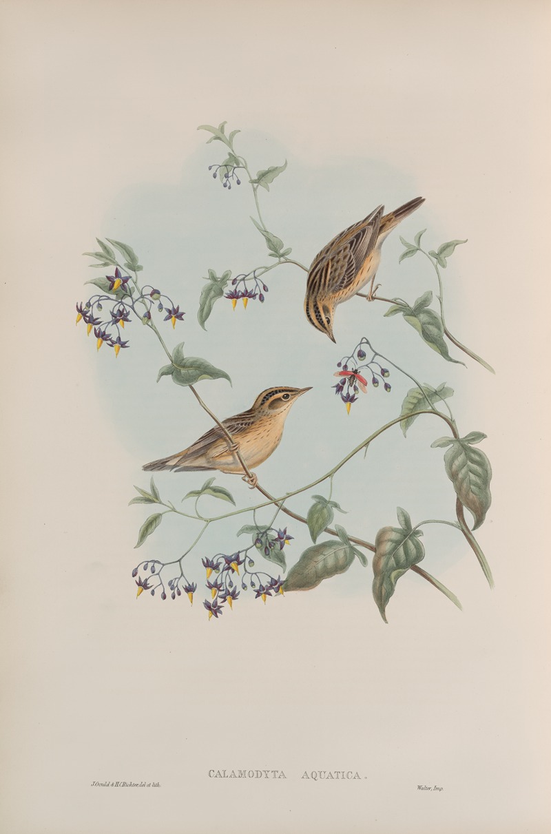 Calamodyta aquatica. Aquatic Warbler. by John Gould, 1862-1873 — digital art print download