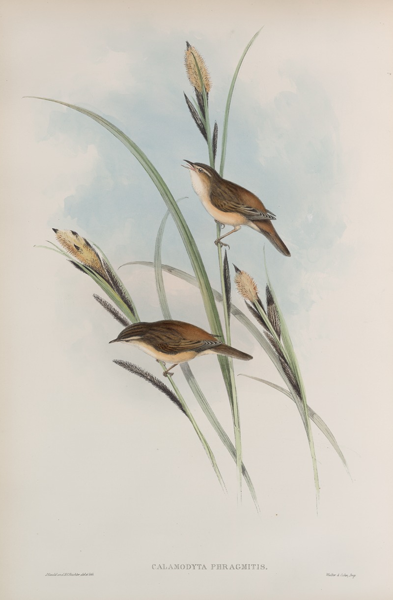 Calamodyta phragmitis. Sedge Warbler, or Chat. by John Gould, 1862-1873 — digital art print download