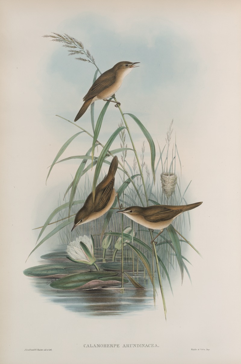 Calamoherpe arundinacea. Reed-Warbler. — John Gould