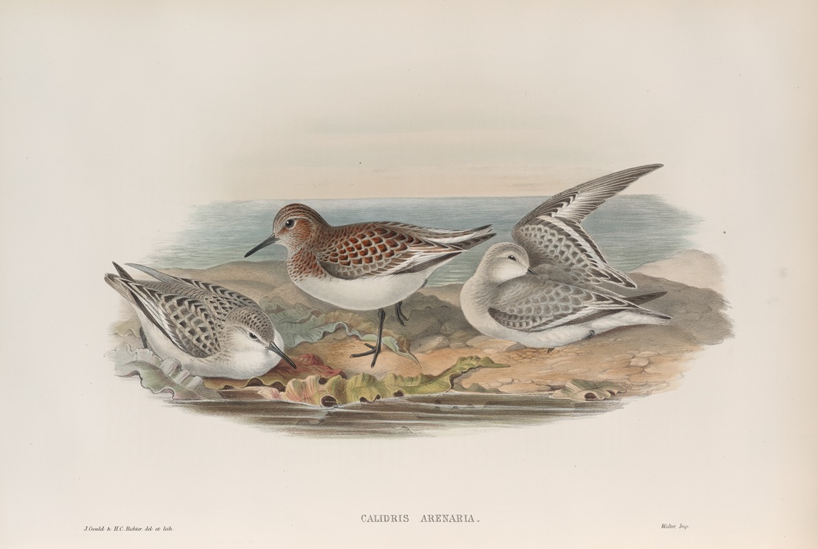 Calidris arenaria. Sanderling. by John Gould, 1862-1873 — digital art print download