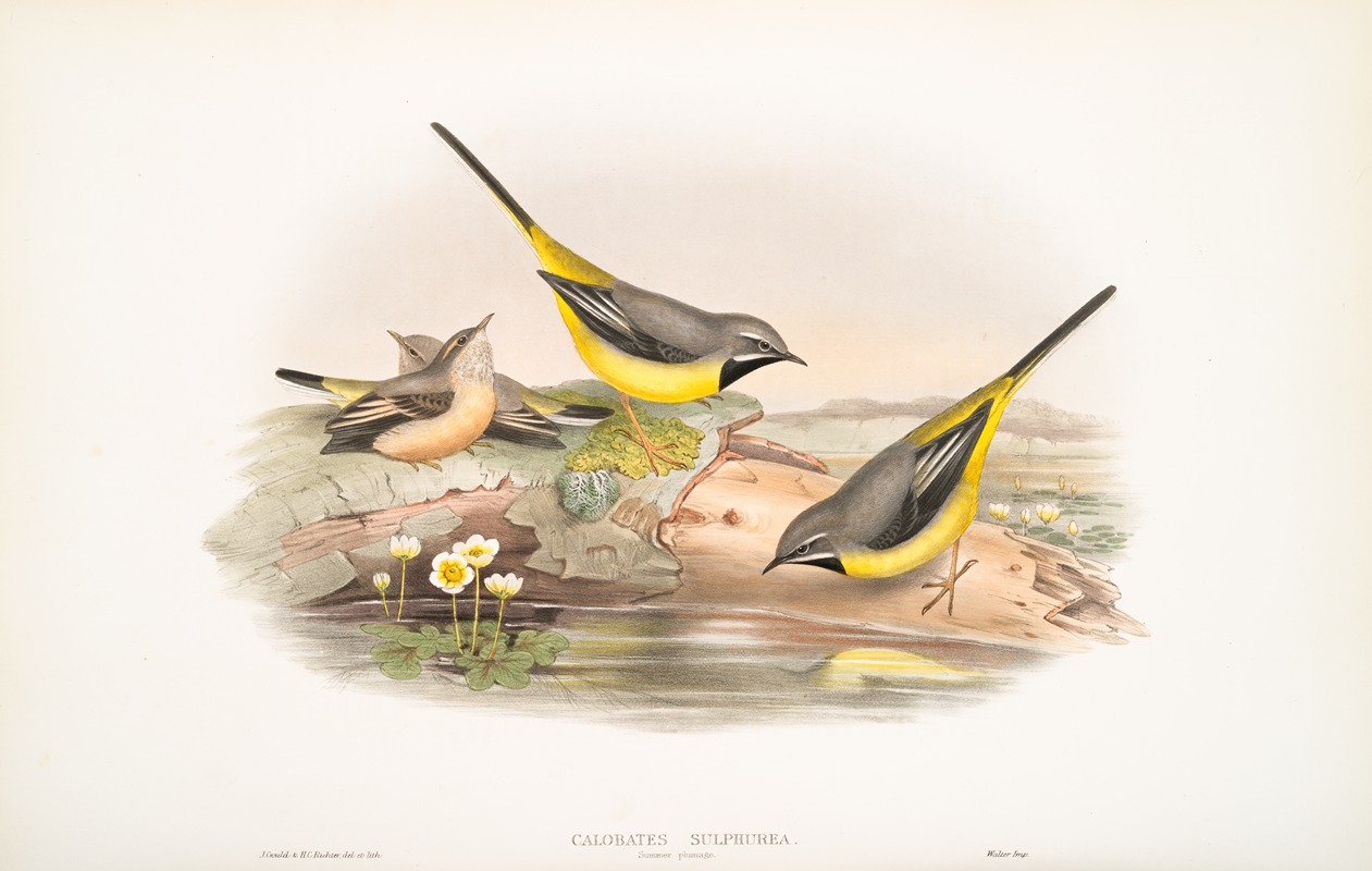 Calobates sulphurea. (Summer plumage). Grey Wagtail . — John Gould