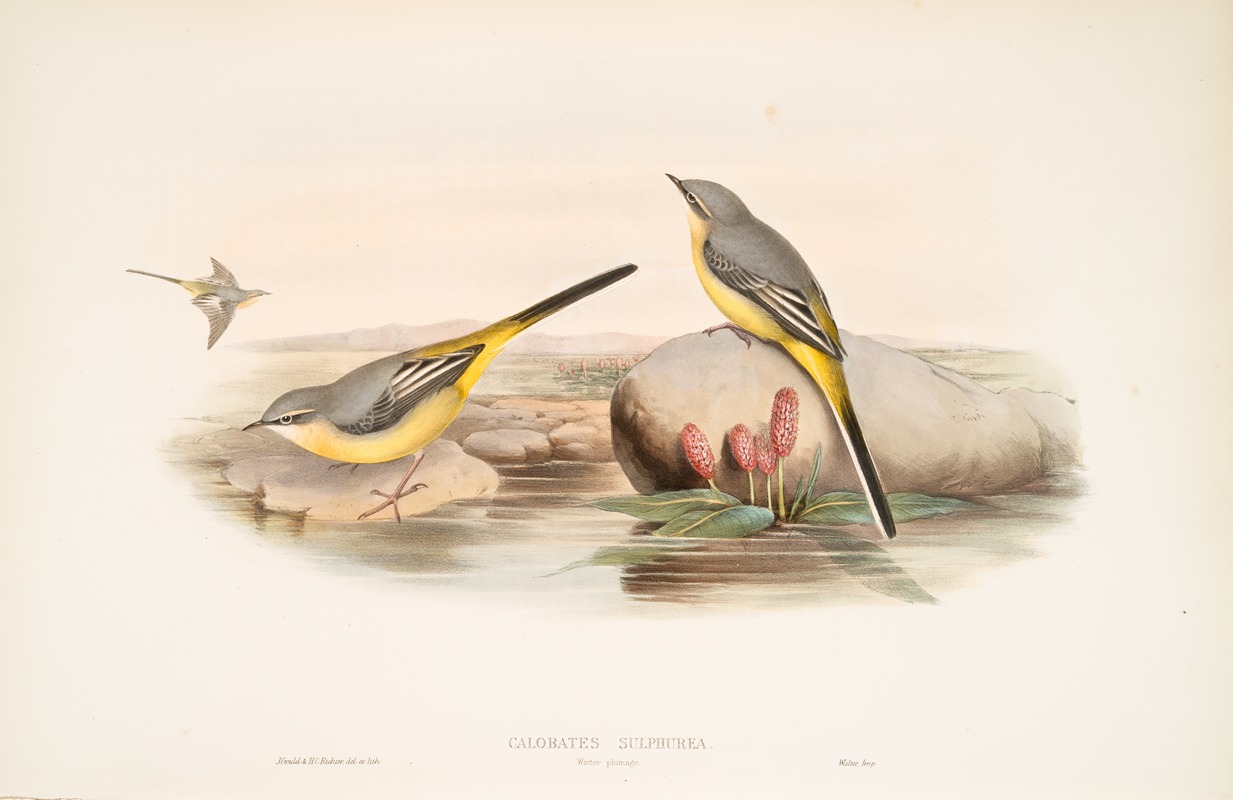 Calobates sulphurea. (Winter plumage) Grey Wagtail. — John Gould