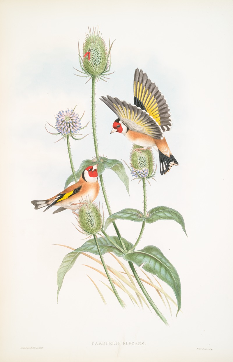Carduelis elegans. Goldfinch. by John Gould, 1862-1873 — digital art print download